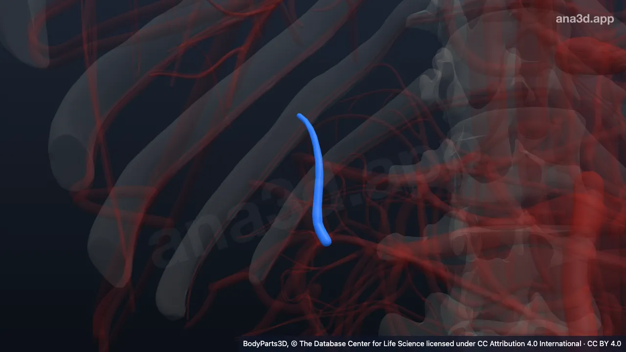 Model 3D: Cabang segmentalis superior arteri renalis kanan