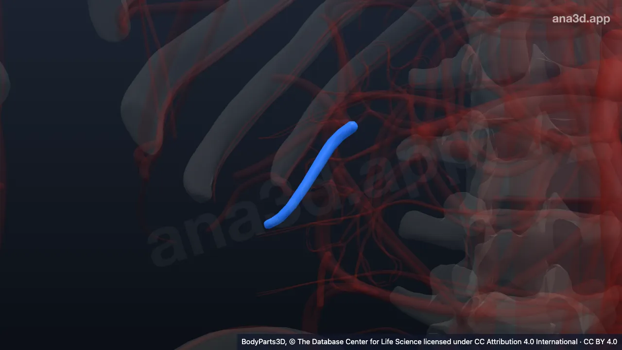 Modèle 3D : Branche segmentaire inférieure de l'artère rénale droite