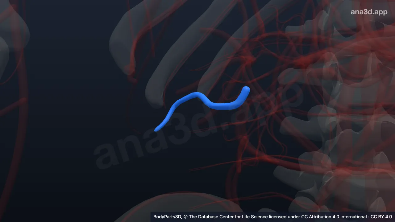 Modelo 3D: Rama segmentaria posterior de la arteria renal derecha
