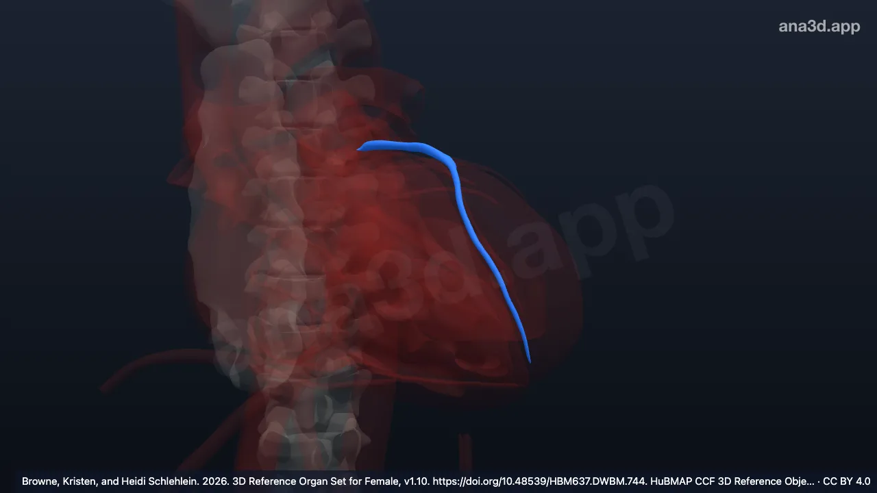 Model 3D: Cabang desendens anterior arteri pulmonalis kiri