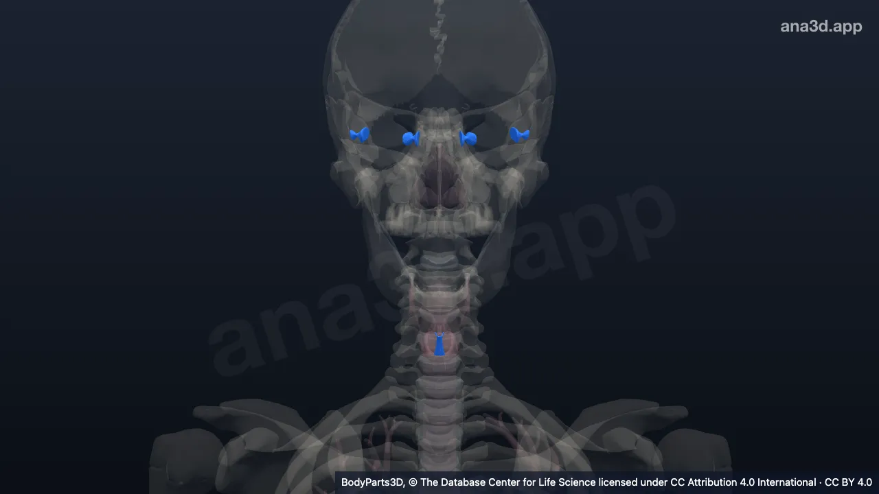 Modelo 3D: Componente de órgano ligamentoso