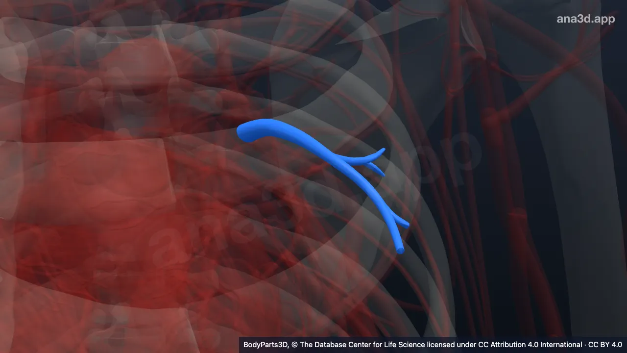 Modèle 3D : artère lingulaire supérieure
