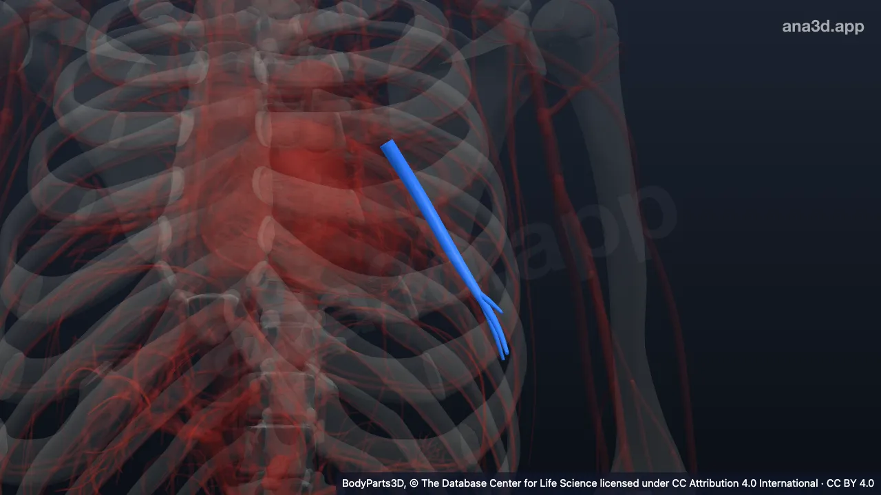 Modelo 3D: Arteria segmentaria basal anterior izquierda