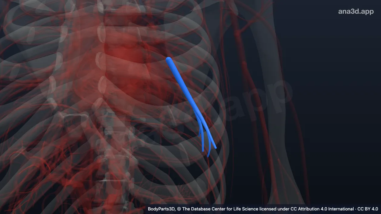 3D model: left lateral basal segmental artery