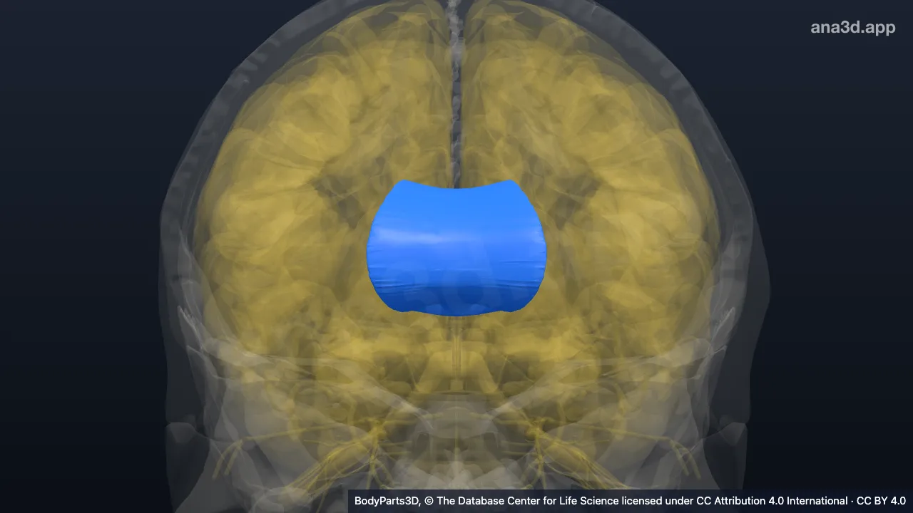 3D-Modell: Corpus callosum