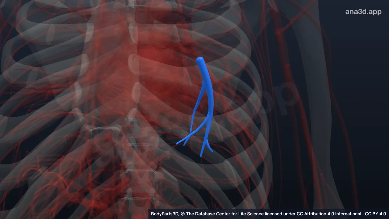 Modèle 3D : Artère segmentaire basale postérieure gauche