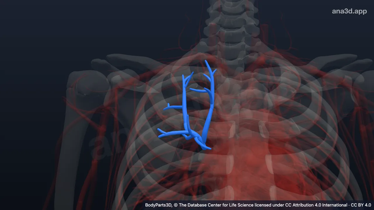 3D-Modell: Rechte Vena lobaris superior