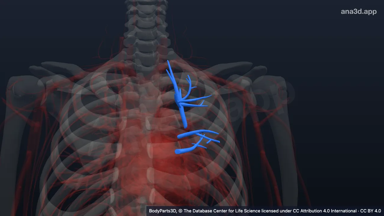 3D model: left upper lobar vein