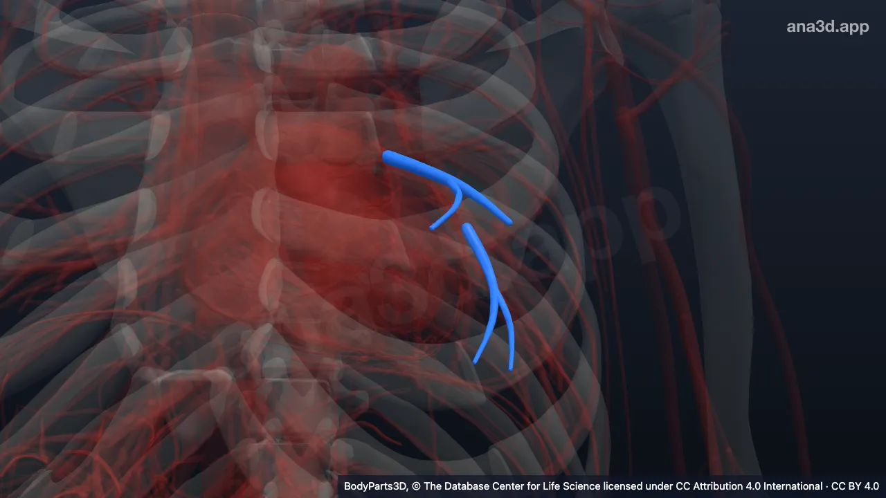 Modelo 3D: Vena lingular del pulmón izquierdo