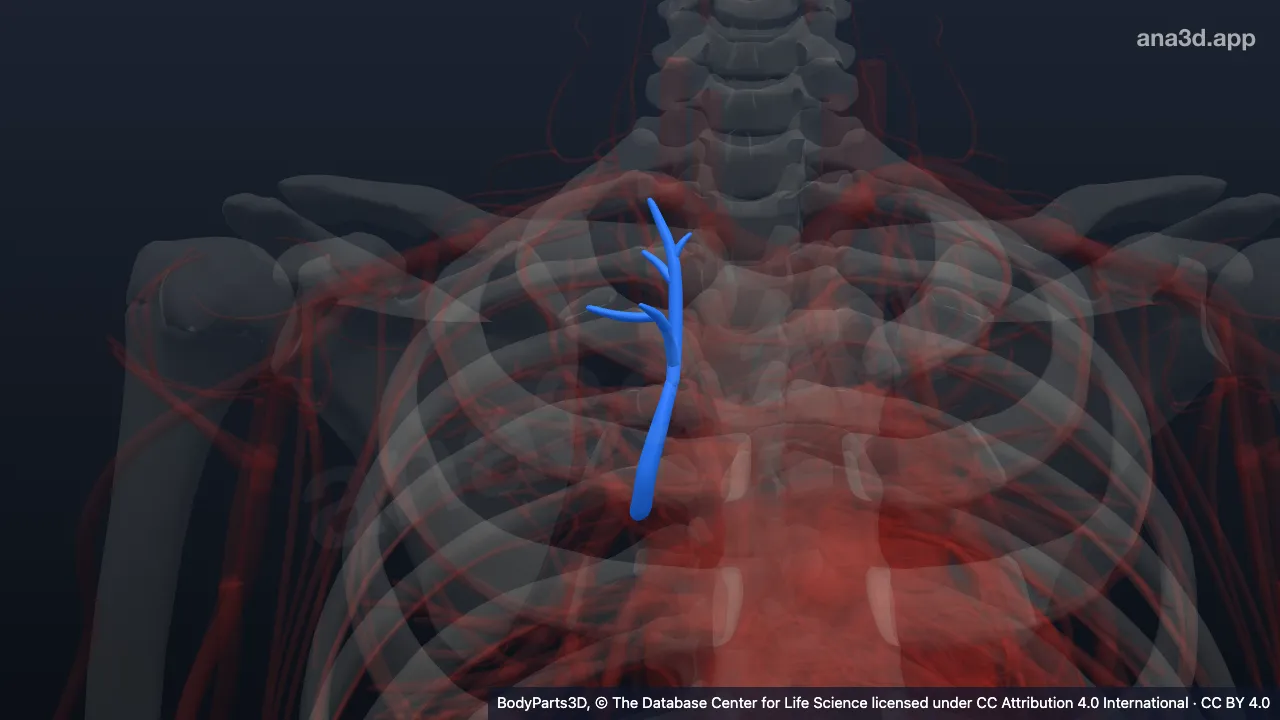 3D model: right apical segmental vein