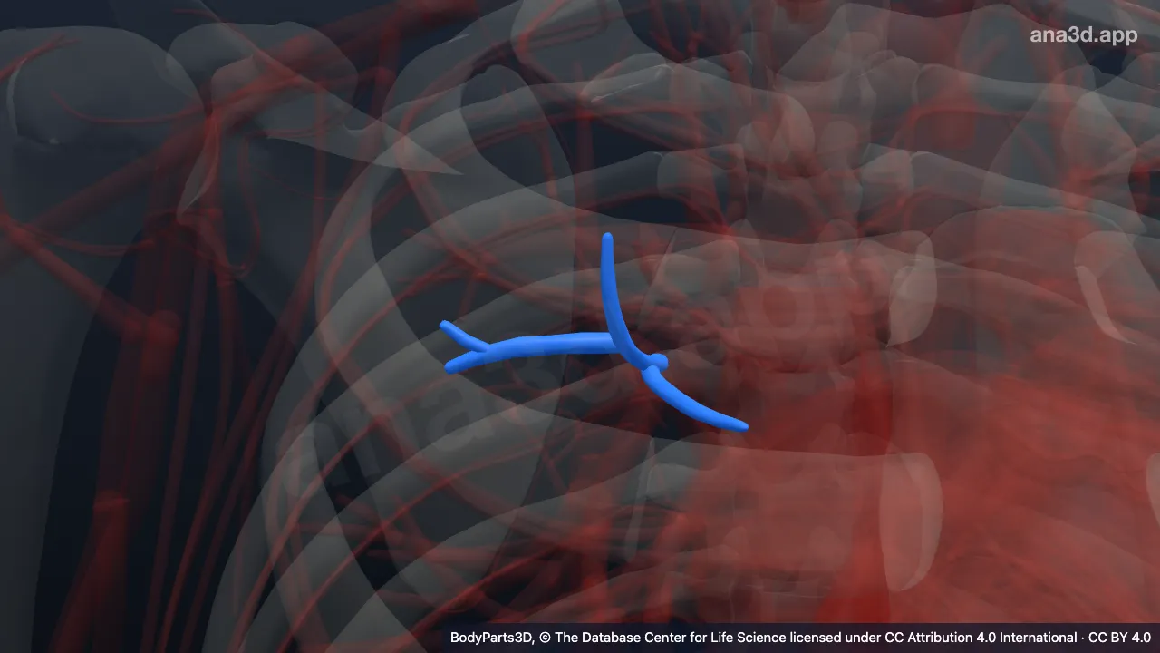 3D-Modell: Rechte Vena segmentalis anterior
