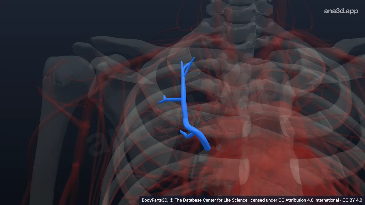 3D-Modell: Rechte Vena segmentalis posterior