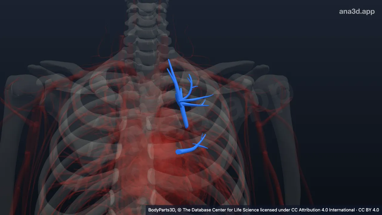 3D model: apicoposterior segmental vein