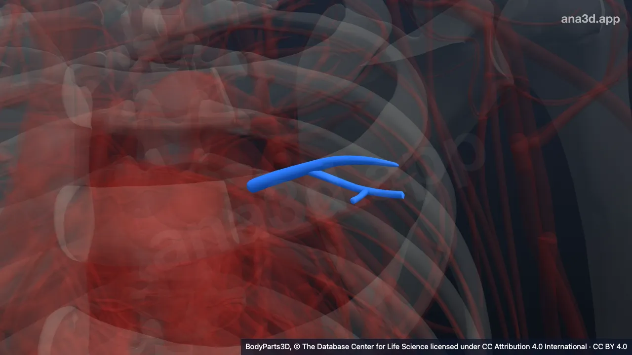 3D model: left anterior segmental vein