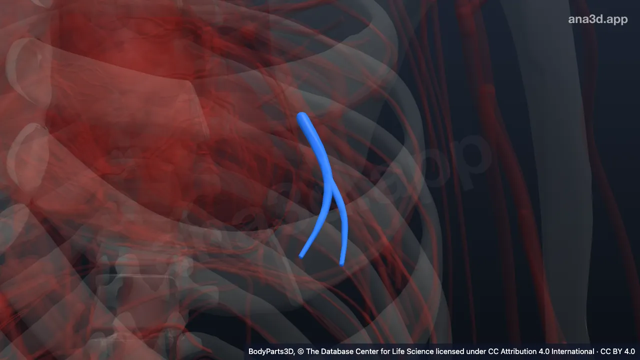 3D model: inferior lingular vein