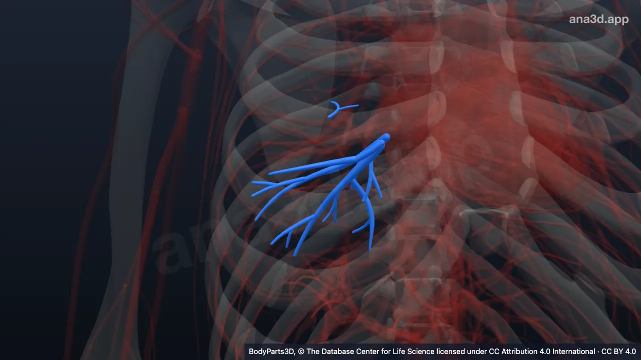 3D model: right common basal vein