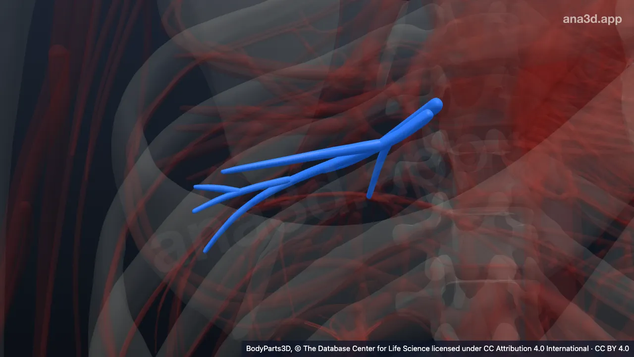 3D model: right superior basal vein