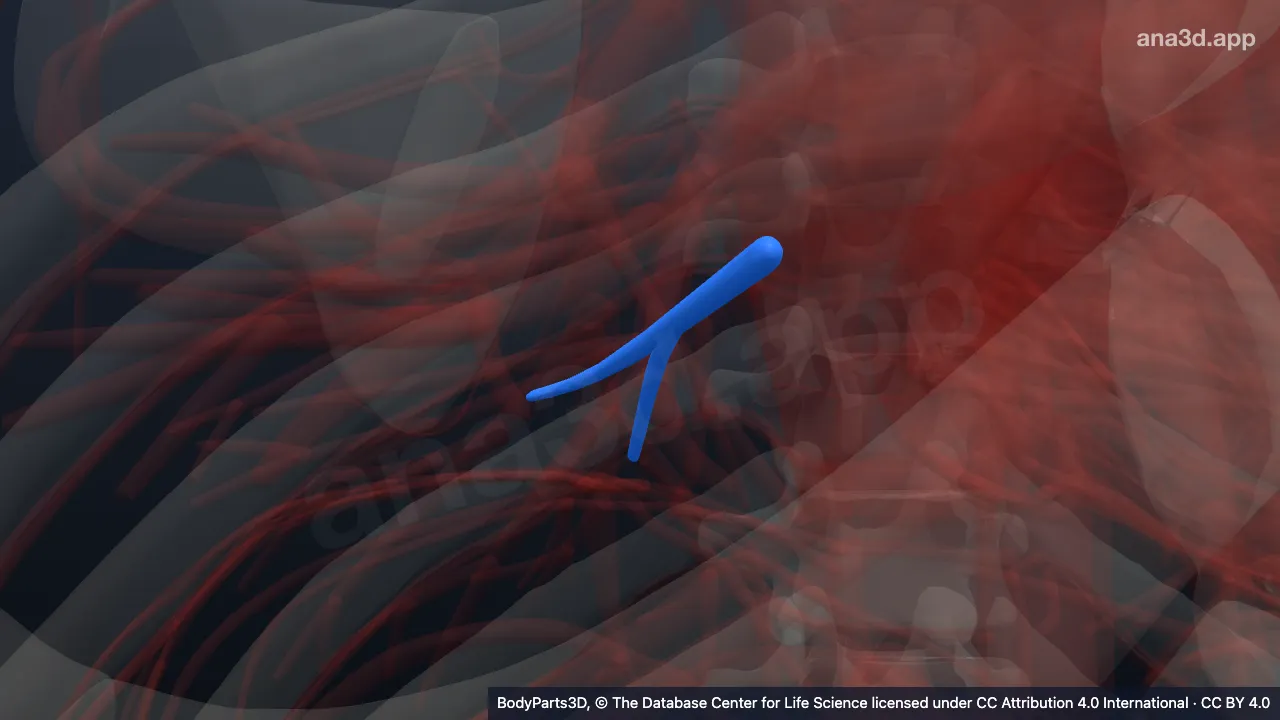 3D-Modell: Rechte Vena segmentalis basalis anterior