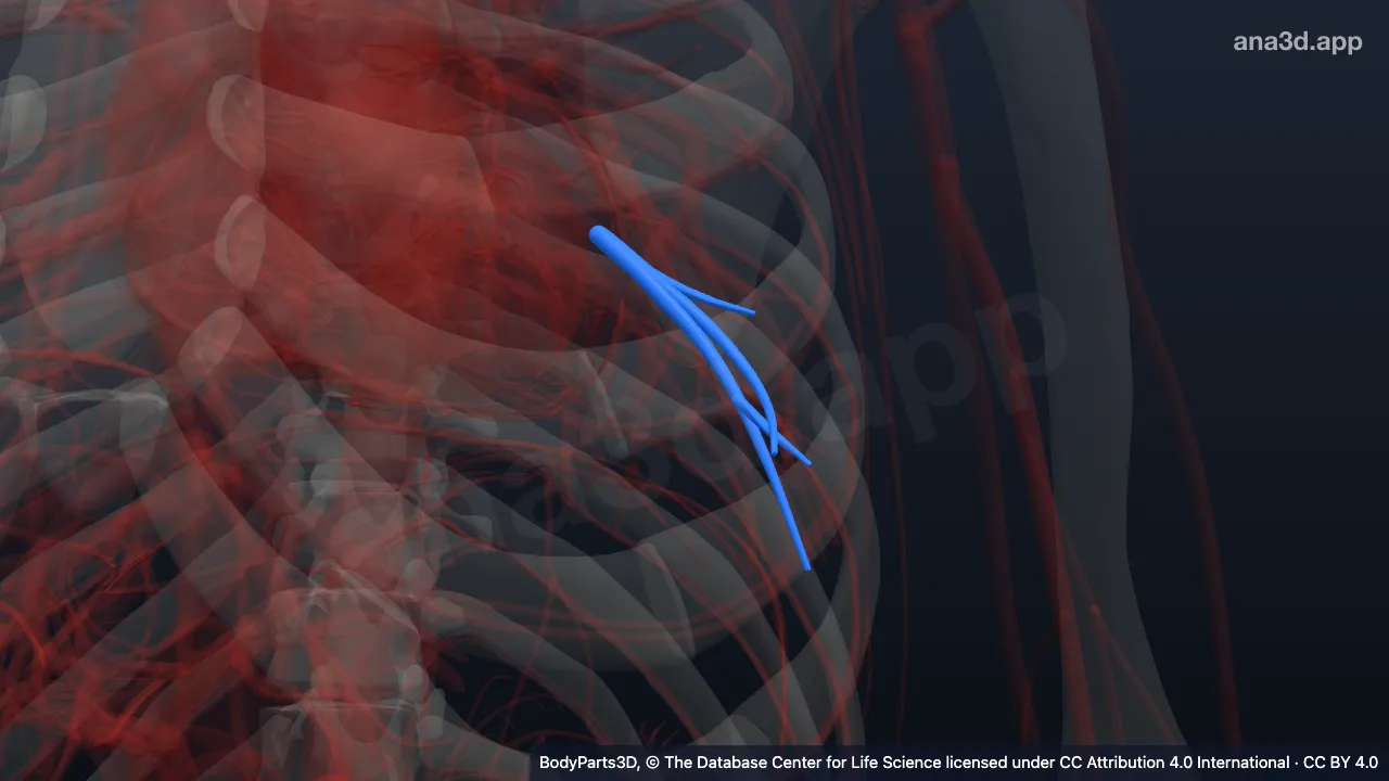 3D-Modell: Linke Vena segmentalis basalis anterior