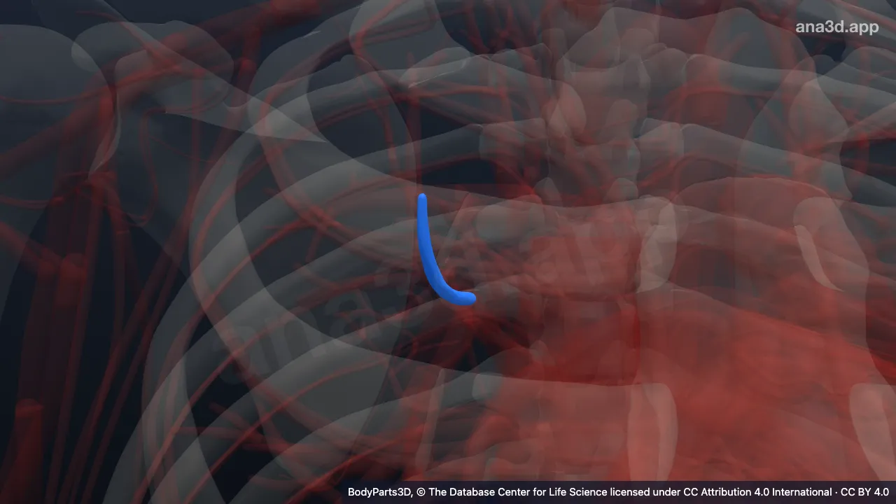 3D model: superior part of anterior segmental vein