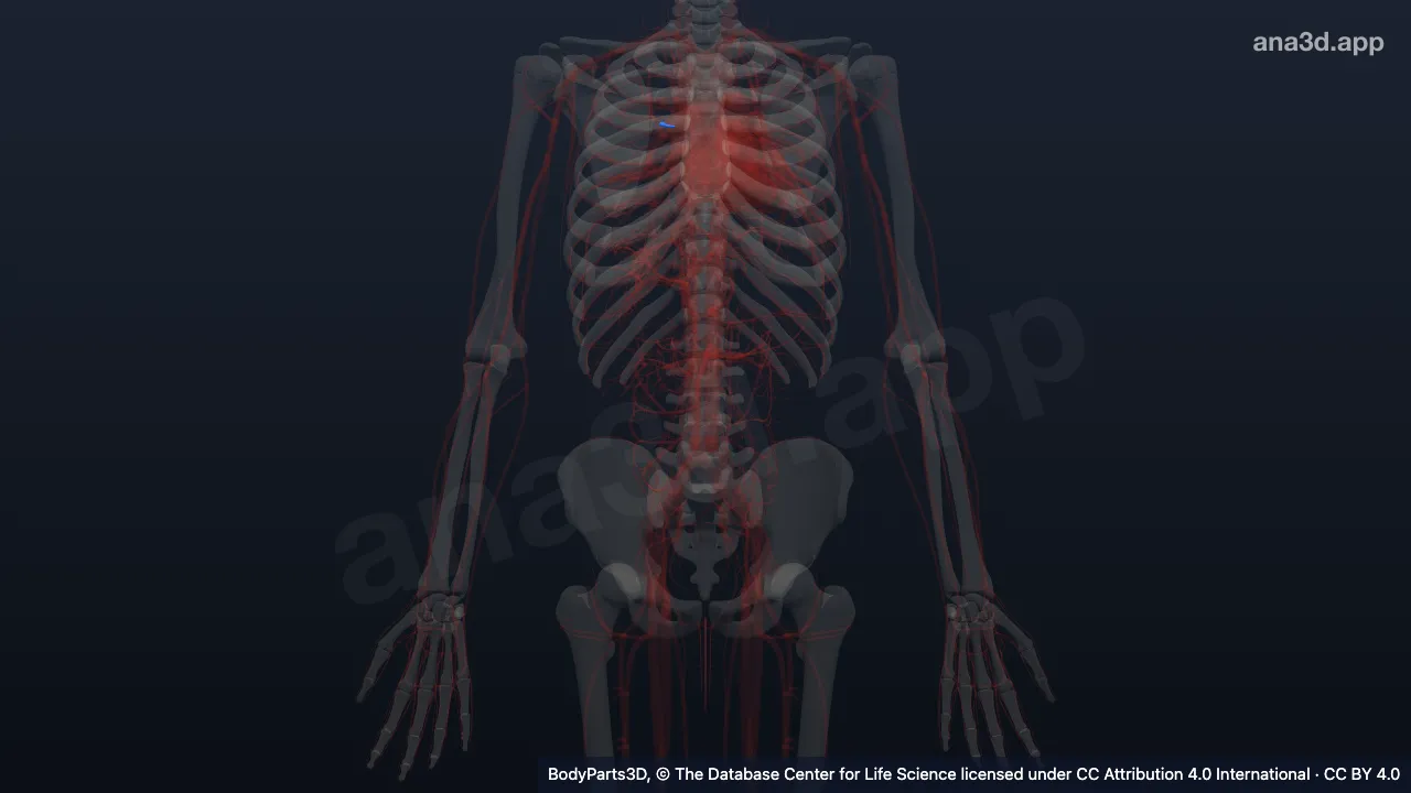 3D model: inferior part of anterior segmental vein