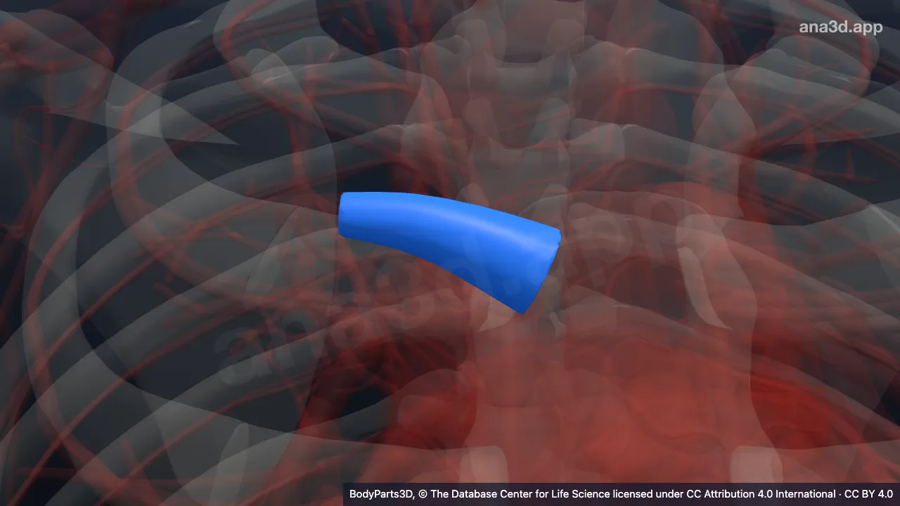 3D model: upper lobar artery
