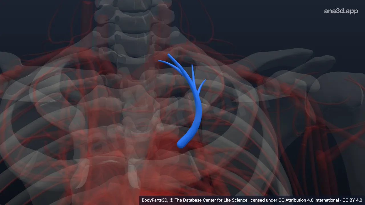 Modelo 3D: Artéria segmentar apical