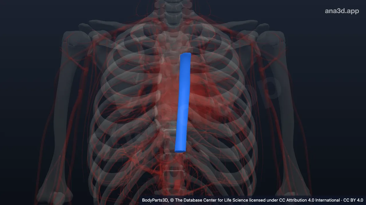 Model 3D: Aorta torakalis desendens