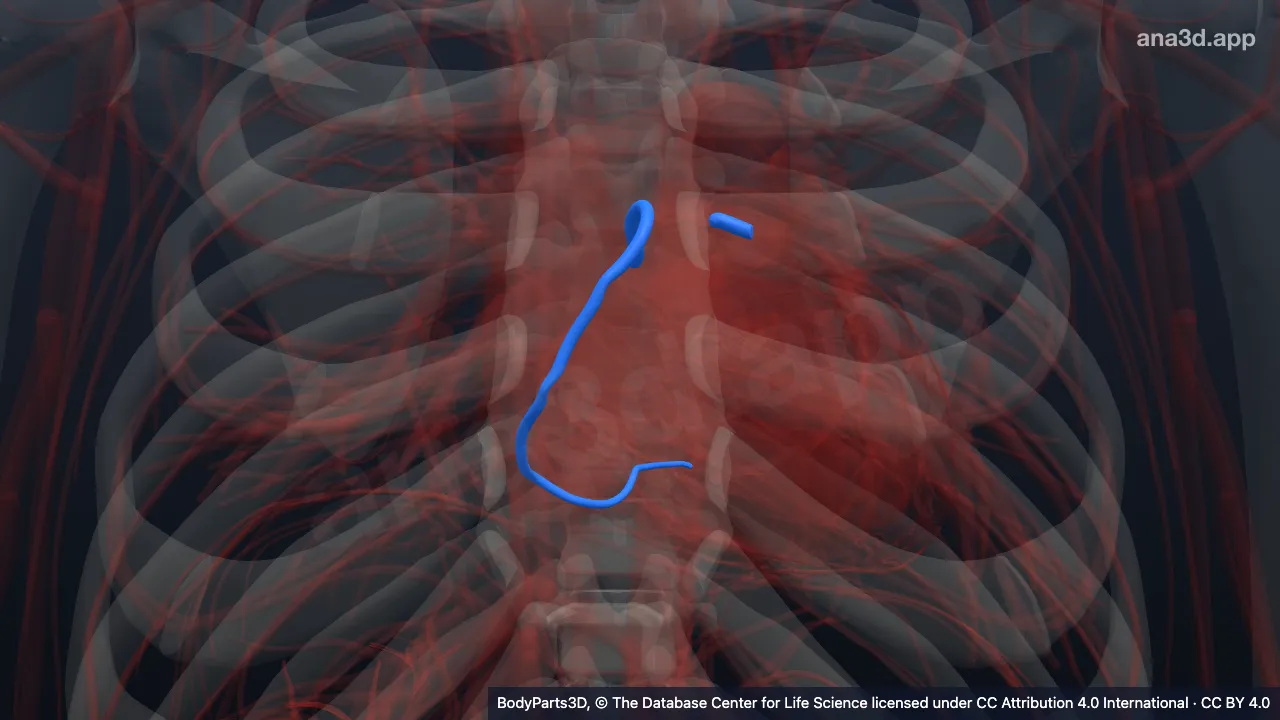 3D model: trunk of coronary artery