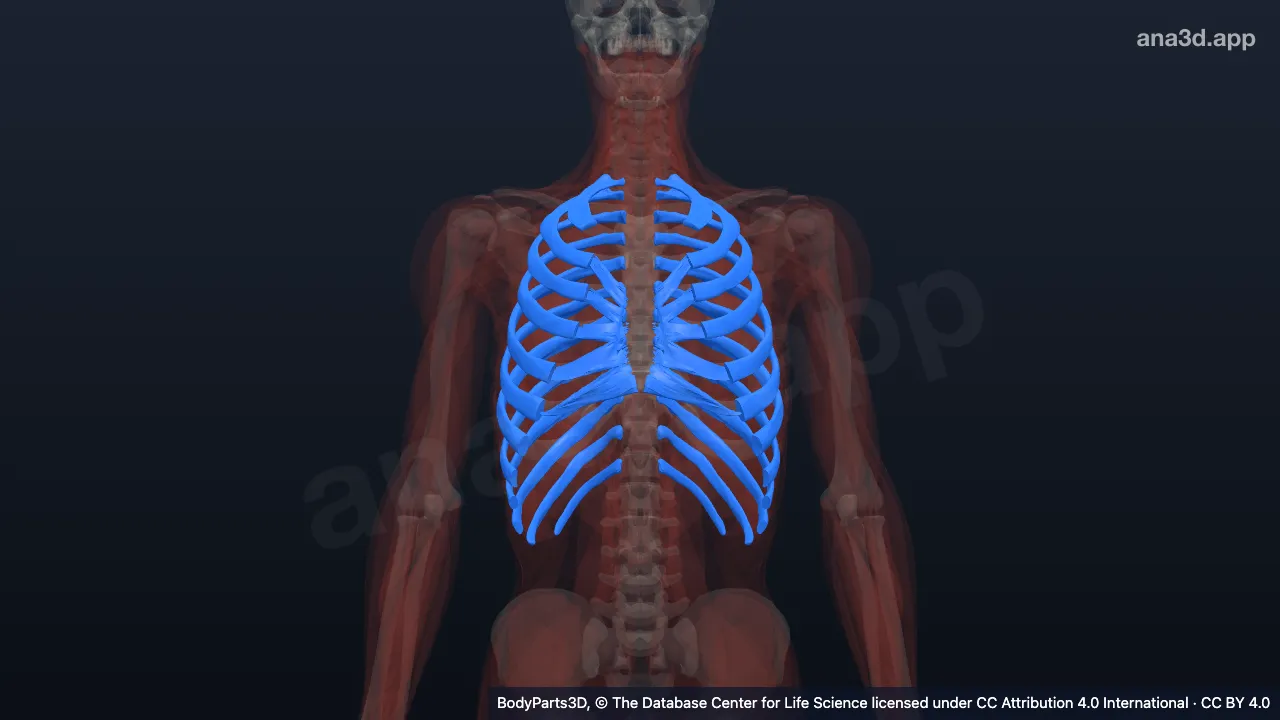 3D model: anterior thoracic wall
