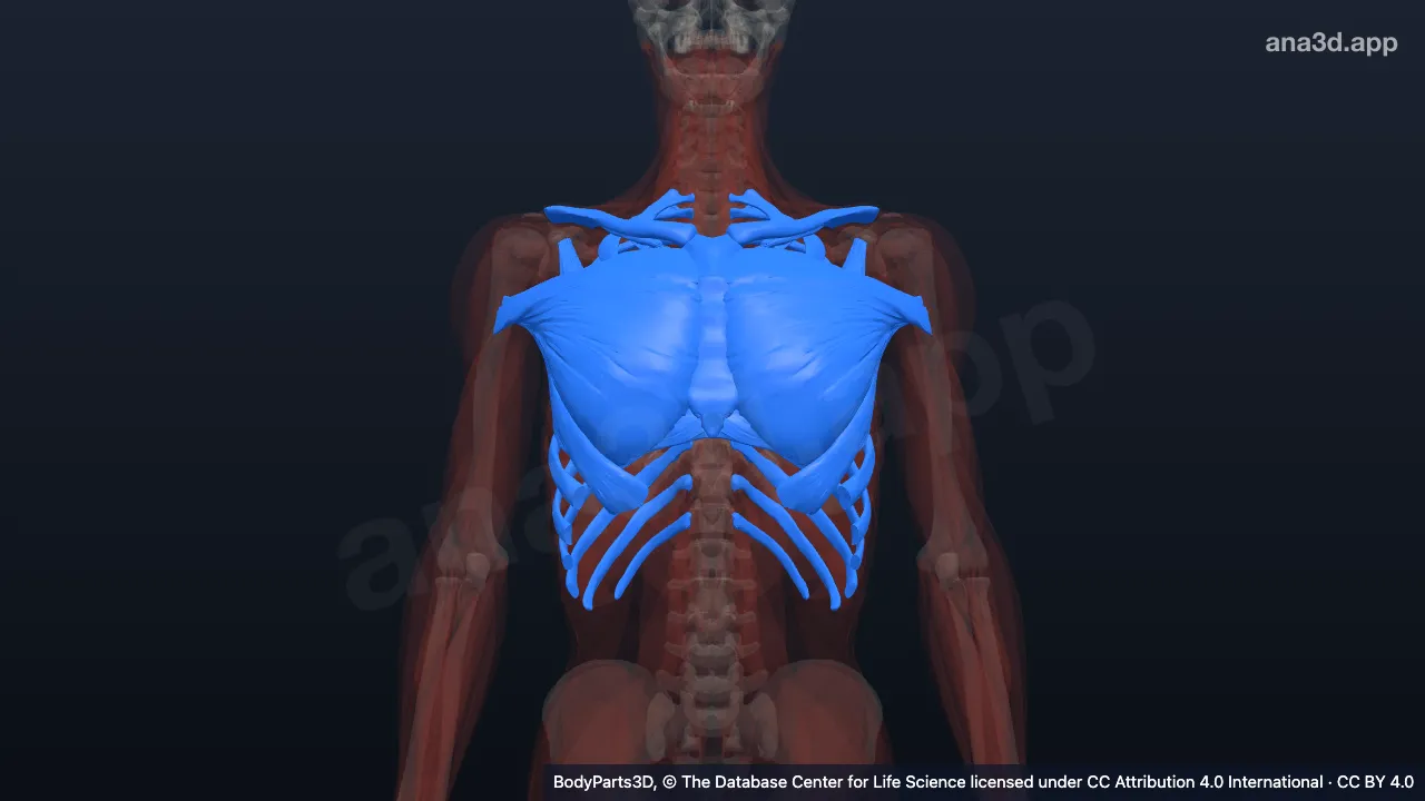 Modelo 3D: Parede anterior do tórax