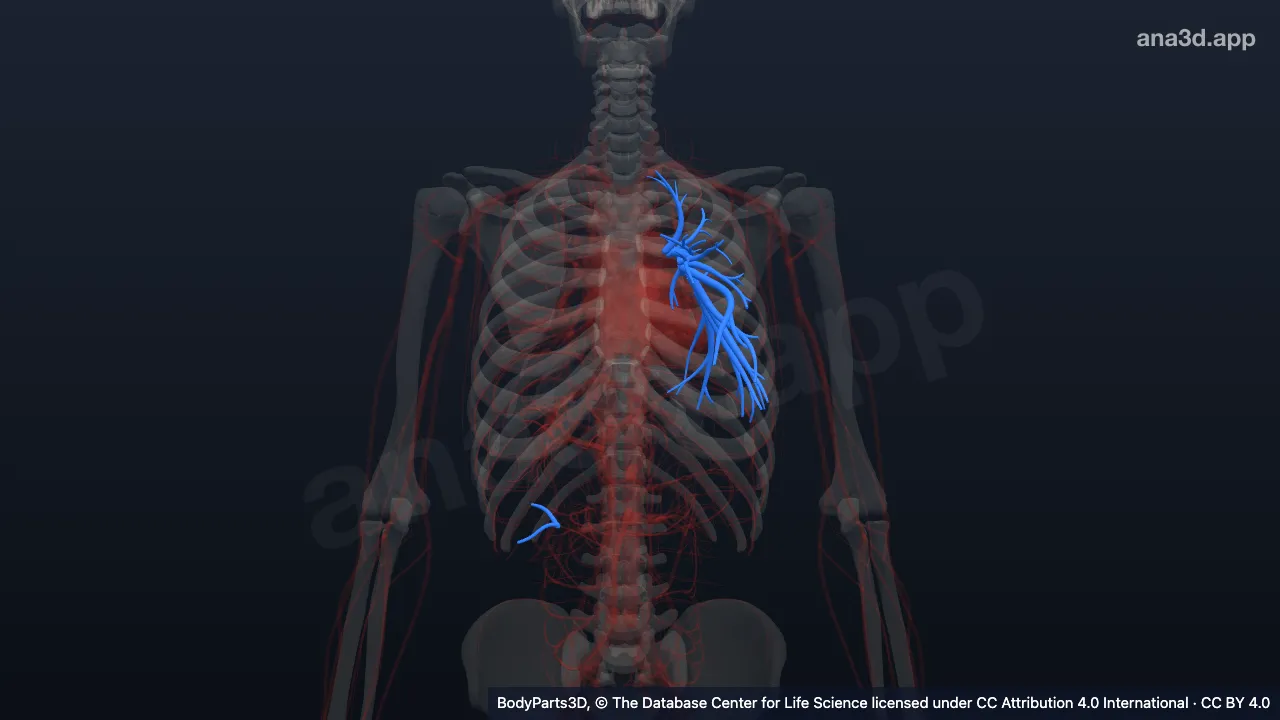 Modelo 3D: Artéria pulmonar segmentar