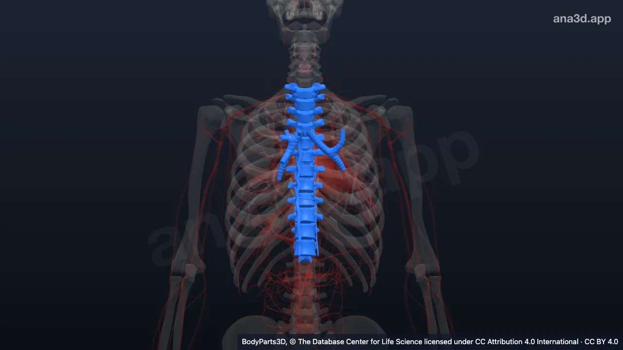 Modelo 3D: Parte posterior do tórax