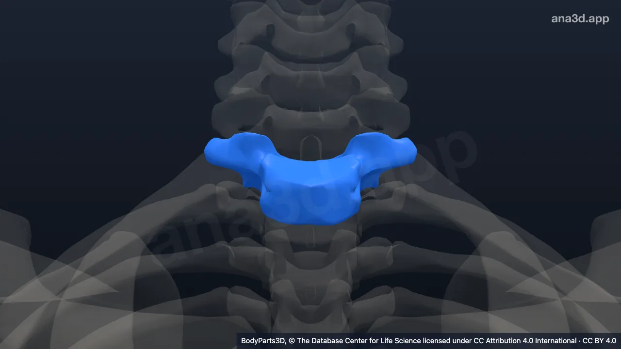 Modèle 3D : 1re vertèbre thoracique