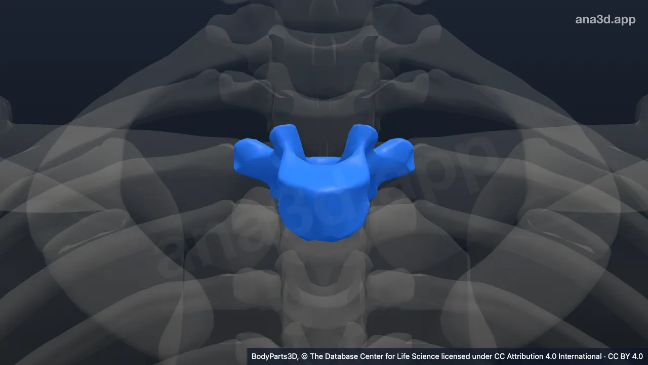 Model 3D: Vertebra torakalis ke-3
