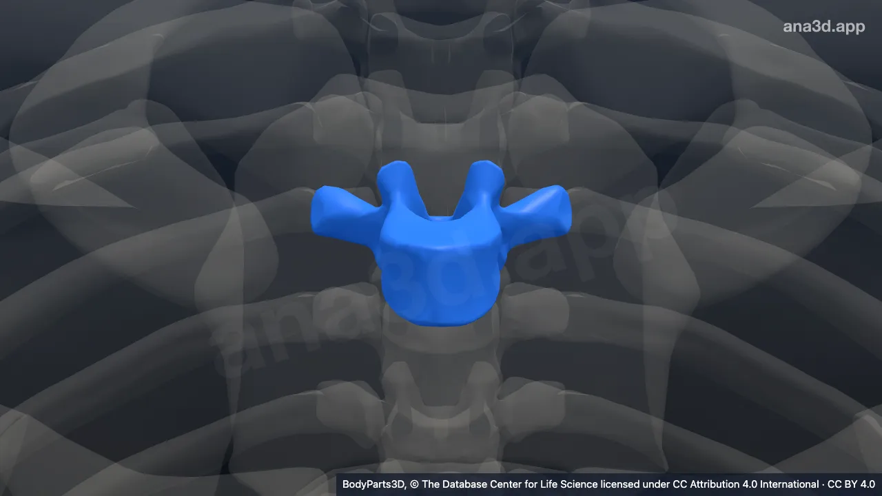3D model: fourth thoracic vertebra