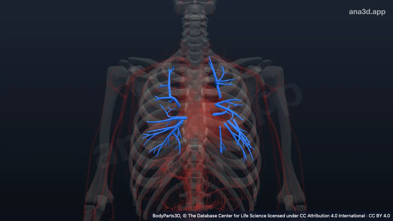 Modelo 3D: Veia pulmonar segmentar