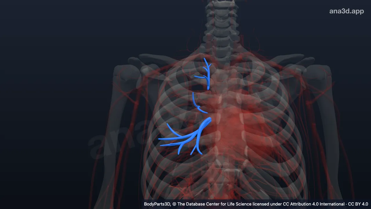 Modelo 3D: Veia pulmonar subsegmentar
