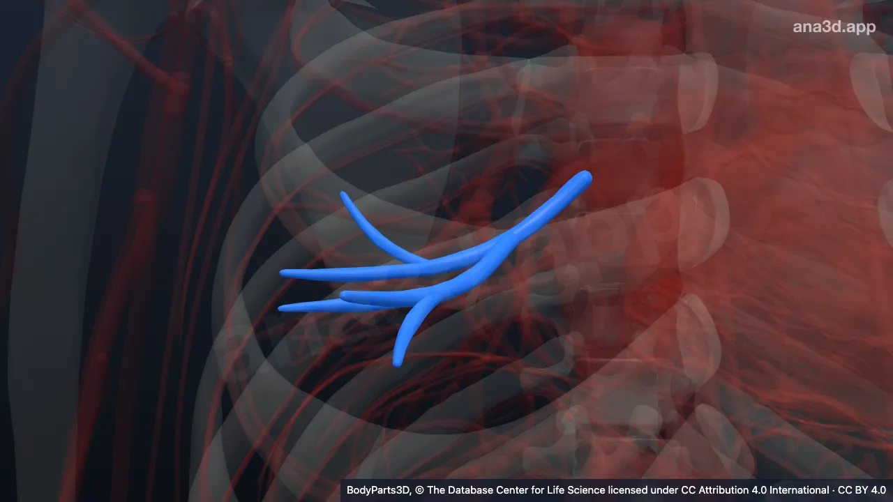 Modelo 3D: Parte subsegmentar da veia segmentar lateral