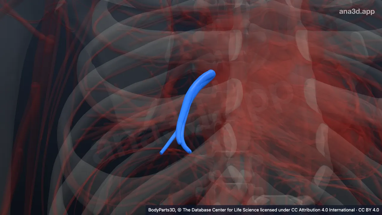 3D model: subsegmental part of medial segmental vein