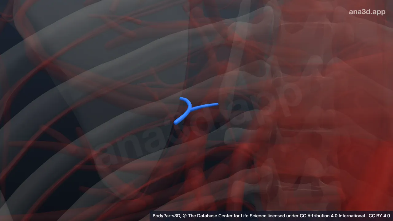 Modelo 3D: Vena segmentaria basal medial derecha