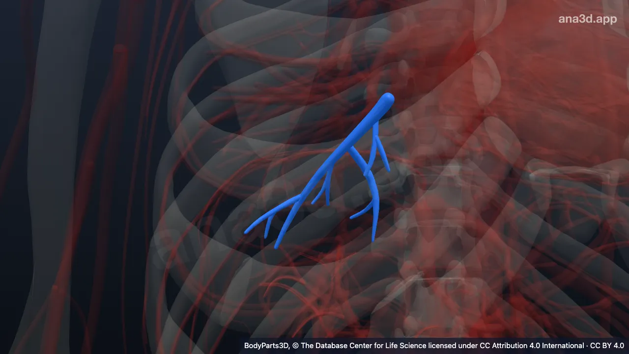 3D-Modell: Rechte Vena segmentalis basalis posterior