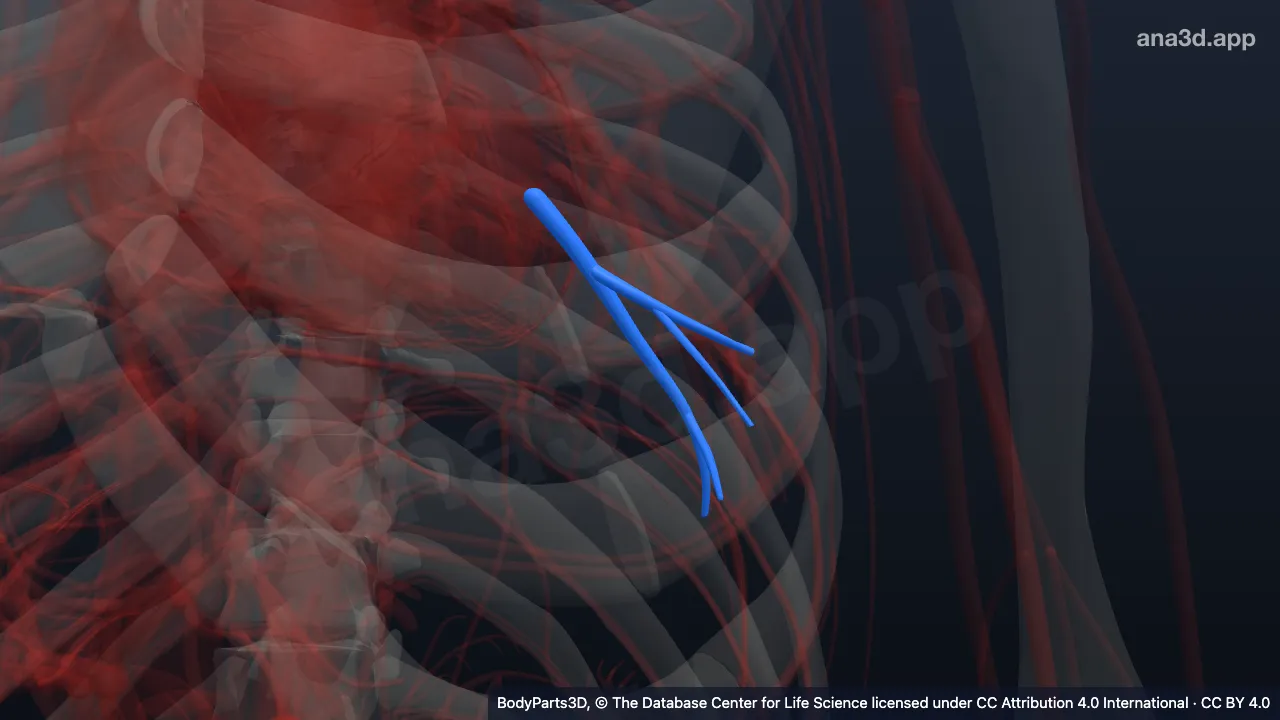 Model 3D: Vena segmentalis basalis lateralis kiri
