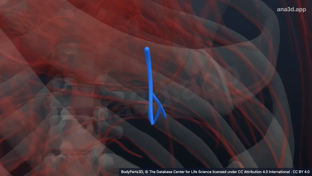 Model 3D: Vena segmentalis basalis posterior kiri