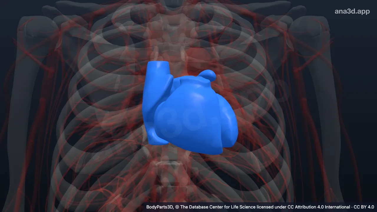 Modelo 3D: Cavidad de cámara cardíaca