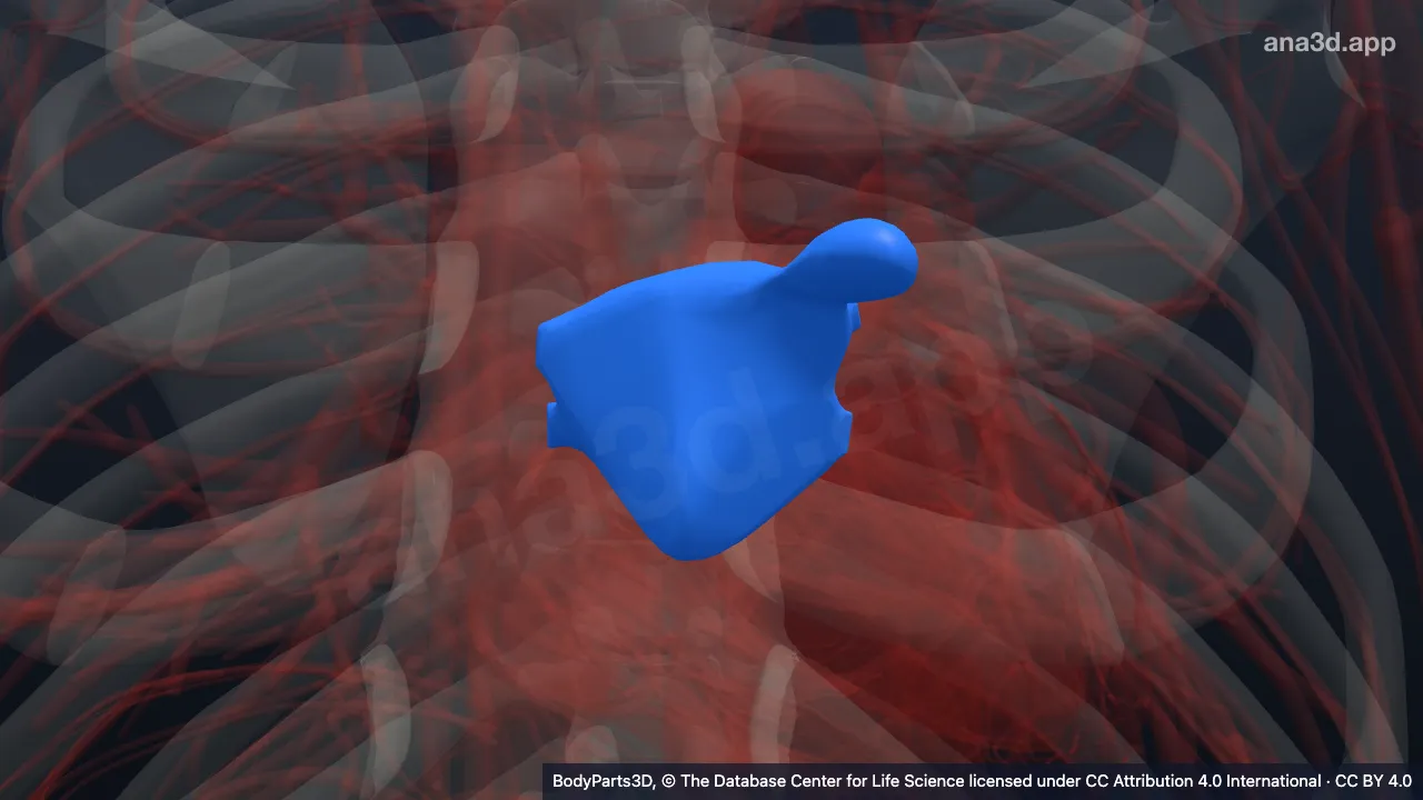 Modèle 3D : Cavité de l'atrium gauche