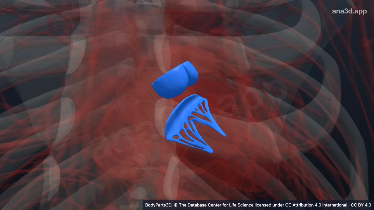 3D-Modell: Ausstromteil des linken Ventrikels