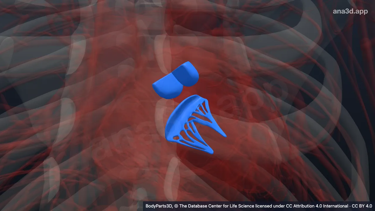 Model 3D: Rangka fibrosa jantung