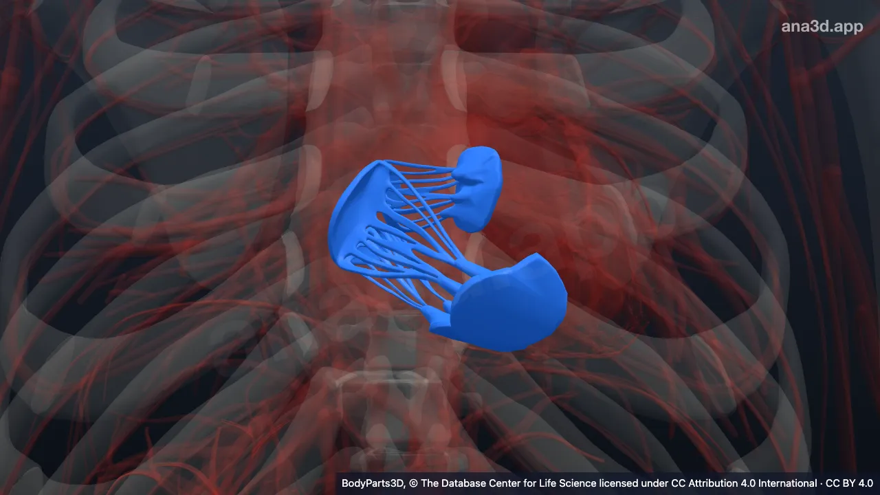 Modèle 3D : Partie d'entrée du ventricule droit
