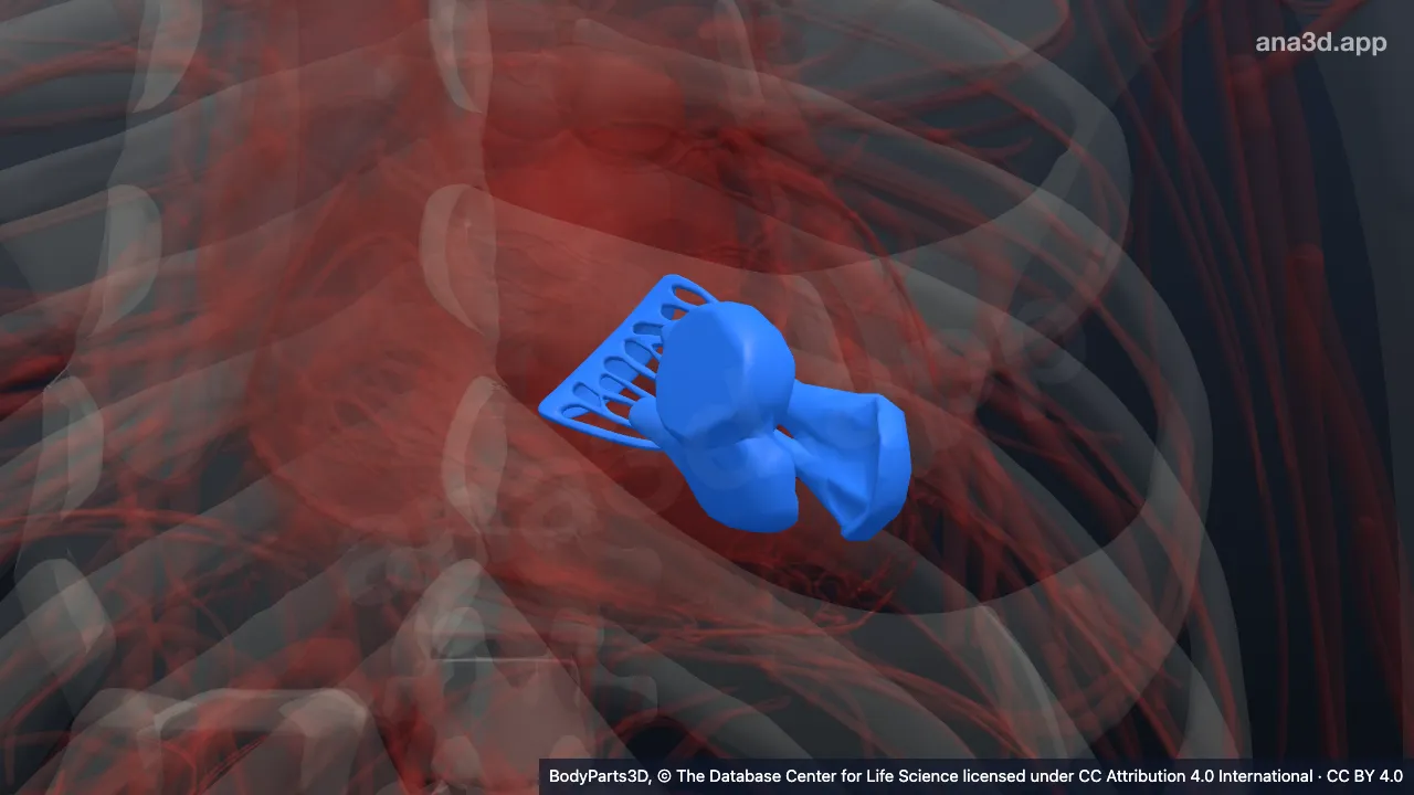 3D model: myocardium of left ventricle